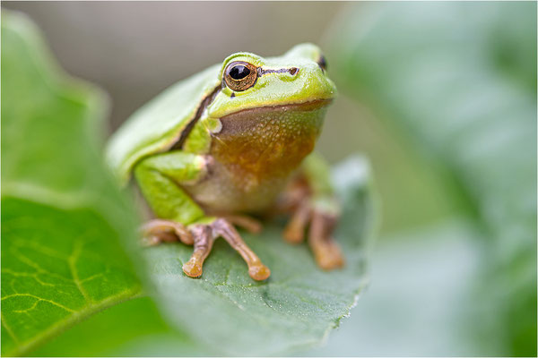 Laubfrosch (Hyla arborea), Deutschland, Baden-Württemberg
