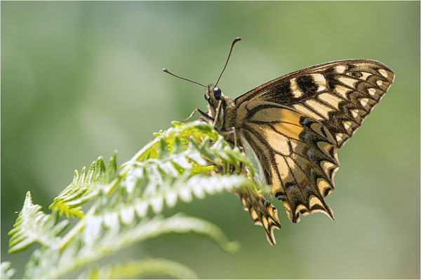 Korsischer Schwalbenschwanz (Papilio hospiton), Männchen, Frankreich, Zentralkorsika