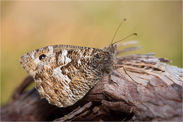 Rostbinde (Hipparchia semele), Dänemark, Mön