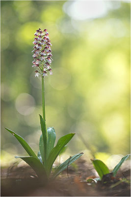 Purpur-Knabenkraut (Orchis purpurea), Deutschland, Baden-Württemberg
