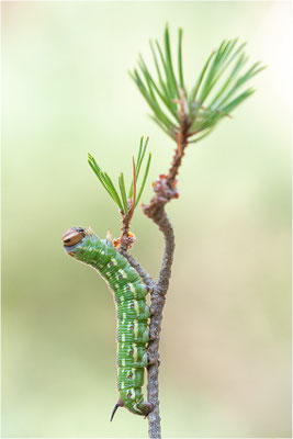 Kiefernschwärmer (Sphinx pinastri)