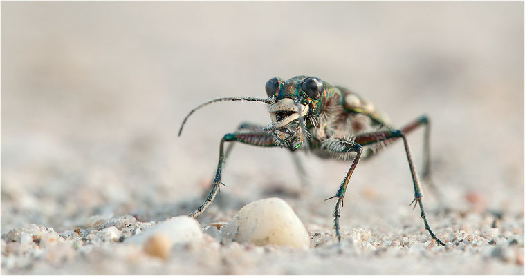 Dünen-Sandlaufkäfer (Cicindela transversalis pseudoriparia), Deutschland, Baden-Württemberg