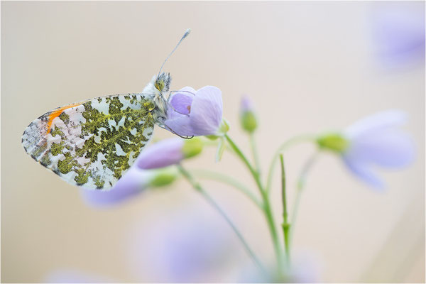Aurorafalter (Anthocharis cardamines), Männchen, Deutschland, Baden-Württemberg