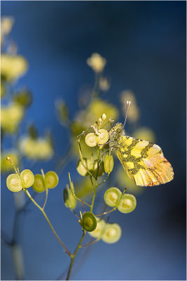 Gelber Aurorafalter (Anthocharis euphenoides), Männchen, Frankreich, Ardèche