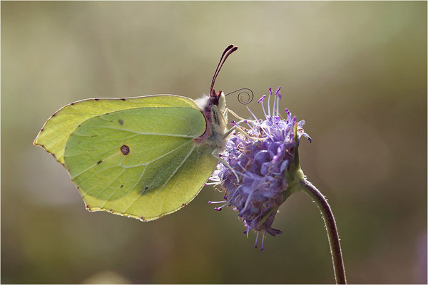Zitronenfalter (Gonepteryx rhamni), Männchen, Schweden, Dalsland