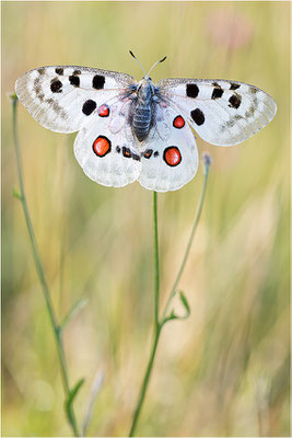 Roter Apollo (Parnassius apollo lithographicus), Deutschland, Oberbayern