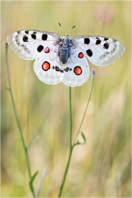 Roter Apollo (Parnassius apollo lithographicus), Deutschland, Oberbayern