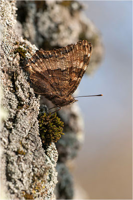 Großer Fuchs (Nymphalis polychloros), Deutschland, Baden-Württemberg