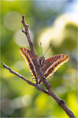 Erdbeerbaumfalter (Charaxes jasius), Frankreich, Ardèche