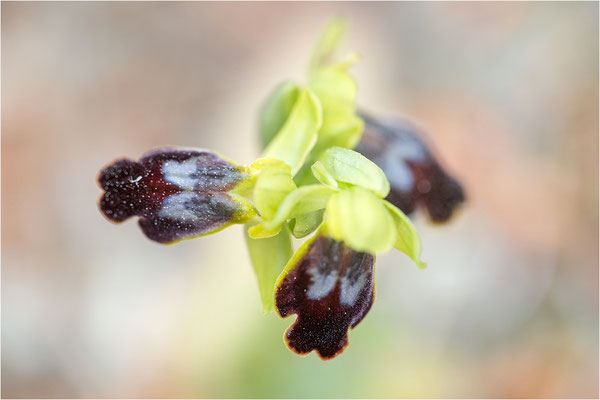 Ophrys bilunulata