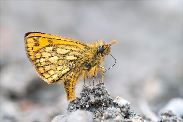 Schwarzfleckiger Golddickkopffalter (Carterocephalus silvicola), Männchen, Schweden, Gotland