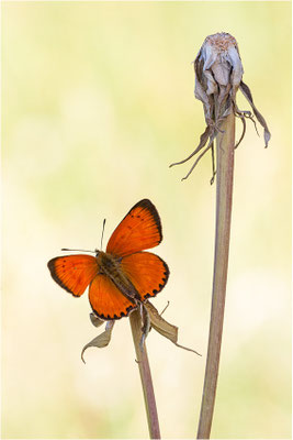 Dukaten-Feuerfalter (Lycaena virgaureae), Männchen, Schweiz, Wallis, 1600m