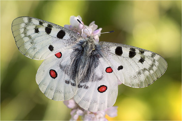 Roter Apollo (Parnassius apollo pedemontanus), Italien, Region Aostatal