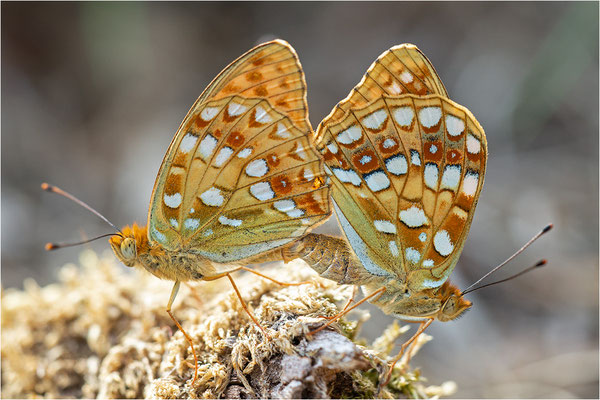 Feuriger Perlmuttfalter (Argynnis adippe), Deutschland, Rheinland-Pfalz