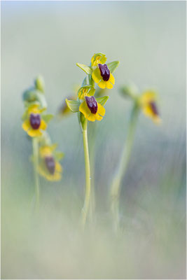 Ophrys lutea