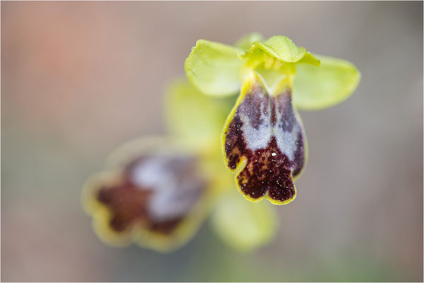 Ophrys bilunulata