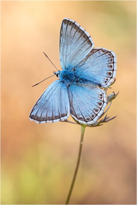 Silbergrüner Bläuling (Polyommatus coridon), Frankreich, Ardèche