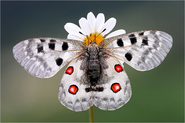 Roter Apollo (Parnassius apollo vercoricus), Frankreich, Dep. Isere
