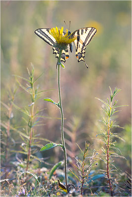 Südlicher Schwalbenschwanz (Papilio alexanor destelensis), Männchen, Frankreich, Dep. Vaucluse