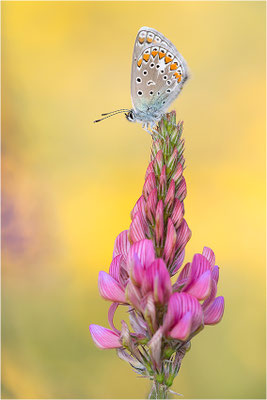 Gemeiner Bläuling (Polyommatus icarus), Deutschland, Baden-Württemberg