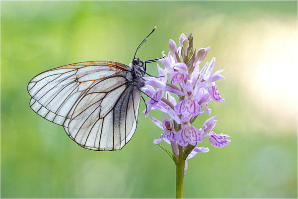 Baumweißling (Aporia crataegi), Schweden, Östergötland