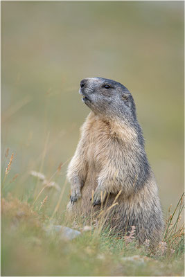 Alpenmurmeltier (Marmota marmota), Frankreich, Dep. Savoie