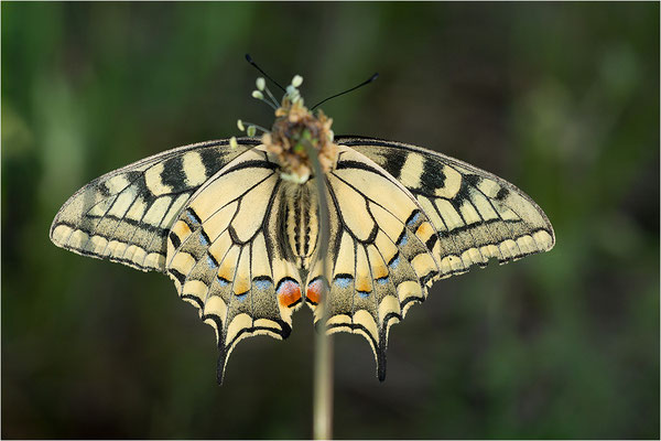 Schwalbenschwanz (Papilio machaon), Deutschland, Baden-Württemberg