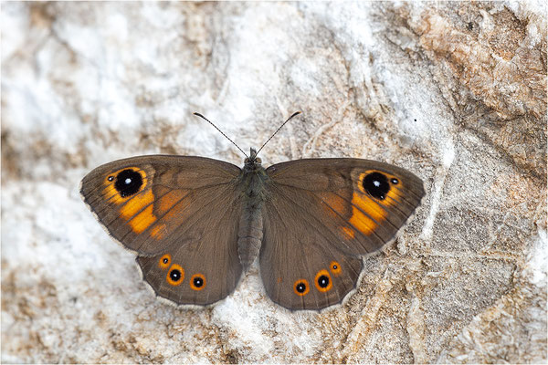Braunauge (Lasiommata maera), Schweiz, Kt. Freiburg