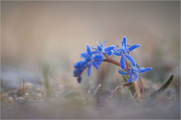 Zweiblättriger Blaustern (Scilla bifolia), Deutschland, Baden-Württemberg