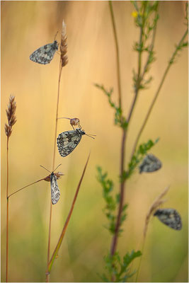 Schachbrettfalter (Melanargia galathea), Männchen, Deutschland, Baden-Württemberg