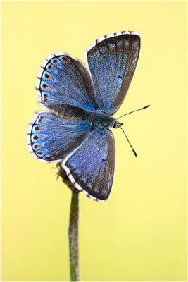 Himmelblauer Bläuling (Polyommatus bellargus f. cerones), Weibchen, Deutschland, Baden-Württemberg