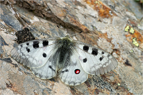 Roter Apollo (Parnassius apollo antijesuitus), Spanien, Provinz Lleida