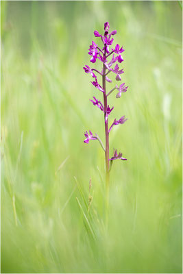 Lockerblütige Hundswurz (Anacamptis laxiflora), Dep. Aveyron, Frankreich