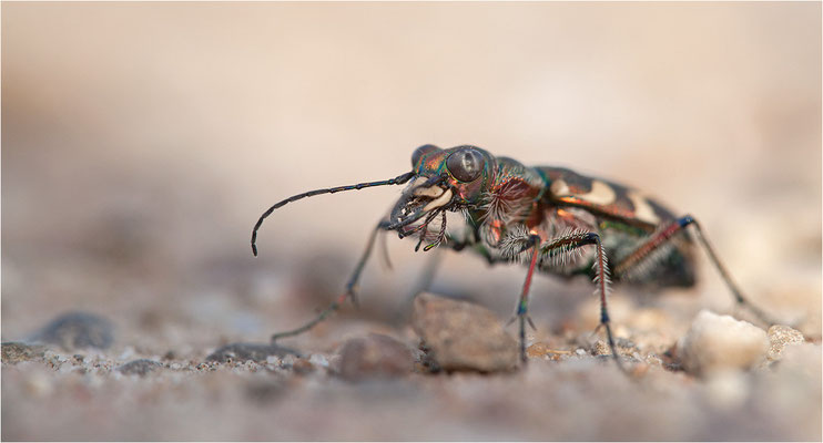 Dünen-Sandlaufkäfer (Cicindela transversalis pseudoriparia), Deutschland, Baden-Württemberg