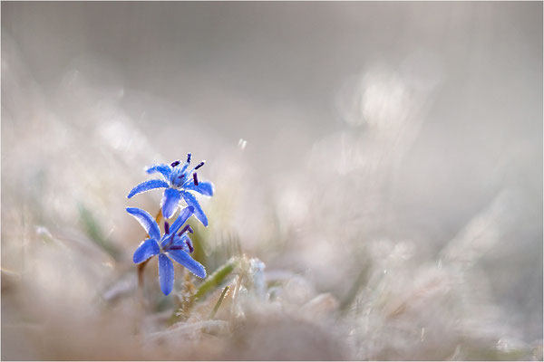 Zweiblättriger Blaustern (Scilla bifolia), Deutschland, Baden-Württemberg