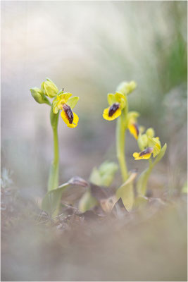 Ophrys lutea