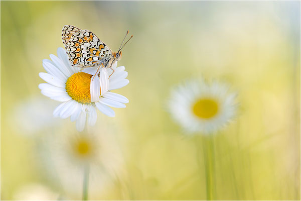 Flockenblumen-Scheckenfalter (Melitaea phoebe), Frankreich, Ardèche