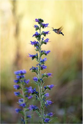 Taubenschwänzchen (Macroglossum stellatarum), Deutschland, Baden-Württemberg