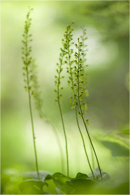 Großes Zweiblatt (Listera ovata), Wallis, Schweiz