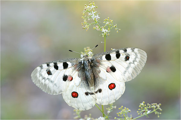 Roter Apollo (Parnassius apollo venaissimus), Frankreich, Dep. Vaucluse