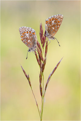 Himmelblauer Bläuling (Polyommatus bellargus), Männchen, Deutschland, Baden-Württemberg