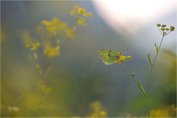Hufeisenklee-Gelbling/Goldene Acht (Colias alfacariensis/Colias hyale), Spanien, Pyrenäen, Prov. Lleida
