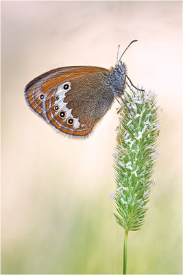 Darwin´s Wiesenvögelchen (Coenonympha darwinia), Schweiz, Kanton Wallis, 2.000m