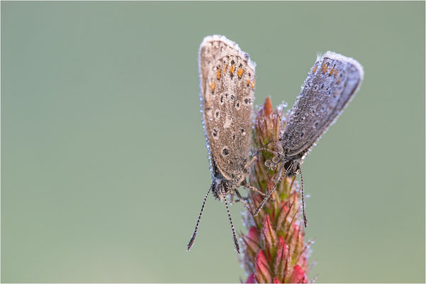 Himmelblauer Bläuling (Polyommatus bellargus), Deutschland, Baden-Württemberg