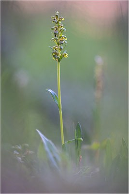 Grüne Hohlzunge (Coeloglossum viride), Schweden, Norrbotten