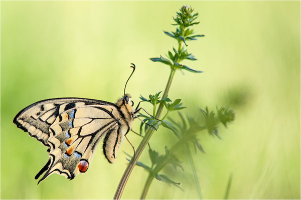 Schwalbenschwanz (Papilio machaon), Deutschland, Baden-Württemberg
