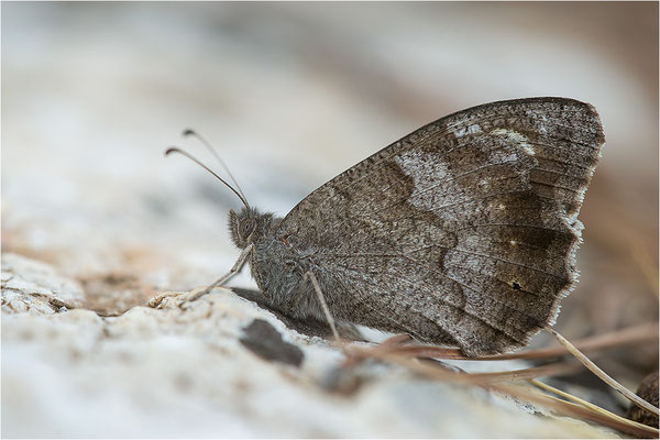 Eisenfarbiger Samtfalter (Hipparchia statilinus), Frankreich, Dep. Drôme