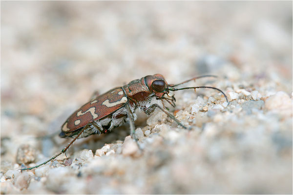 Lophyra flexuosa flexuosa, Frankreich, Ardèche