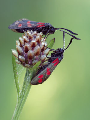Sechsfleck-Widderchen (Zygaena filipendulae), Deutschland, Baden-Württemberg