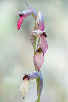 Einschwieliger Zungenstendel (Serapias lingua), Korsika